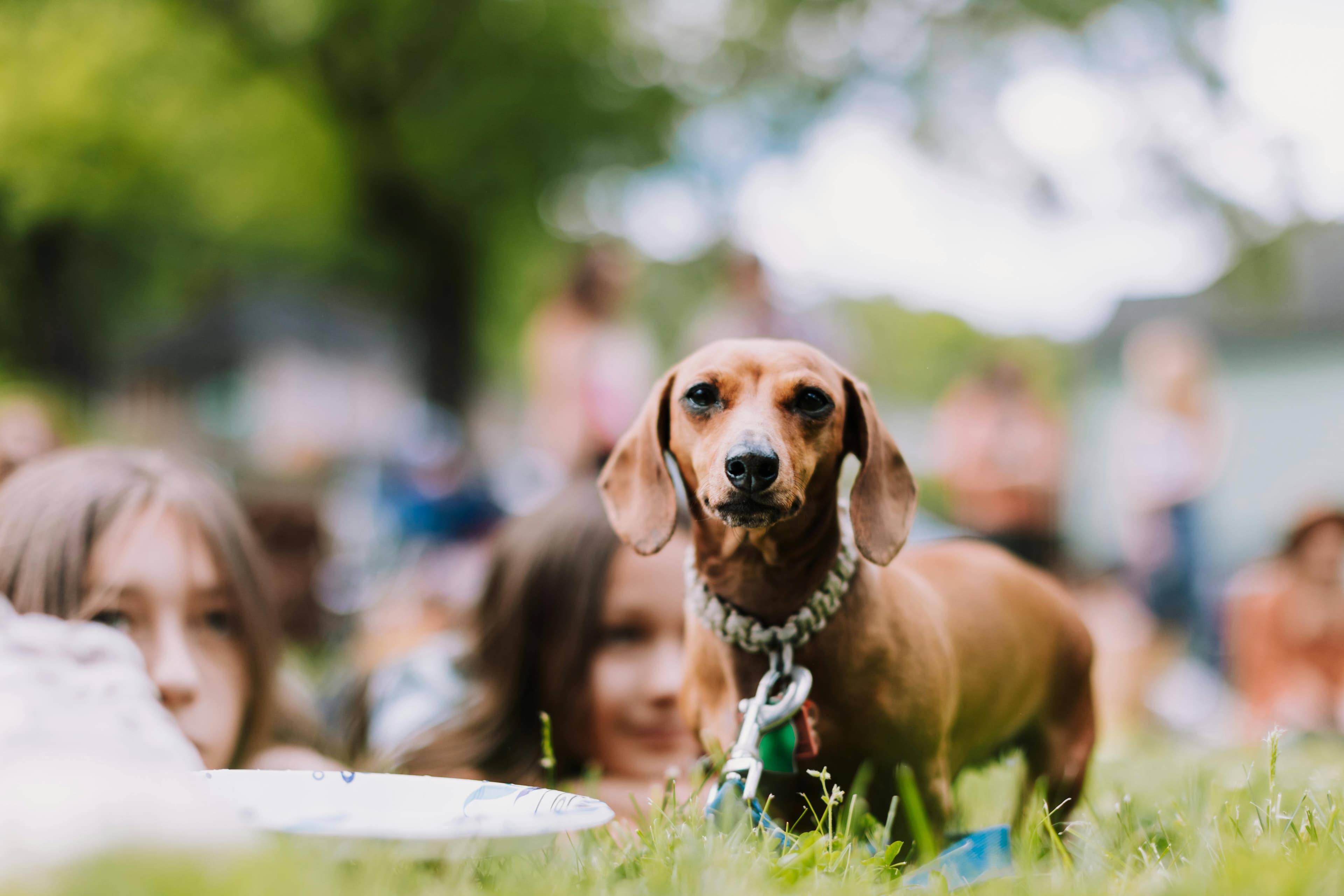 A past park day — dogs playing while owners talk