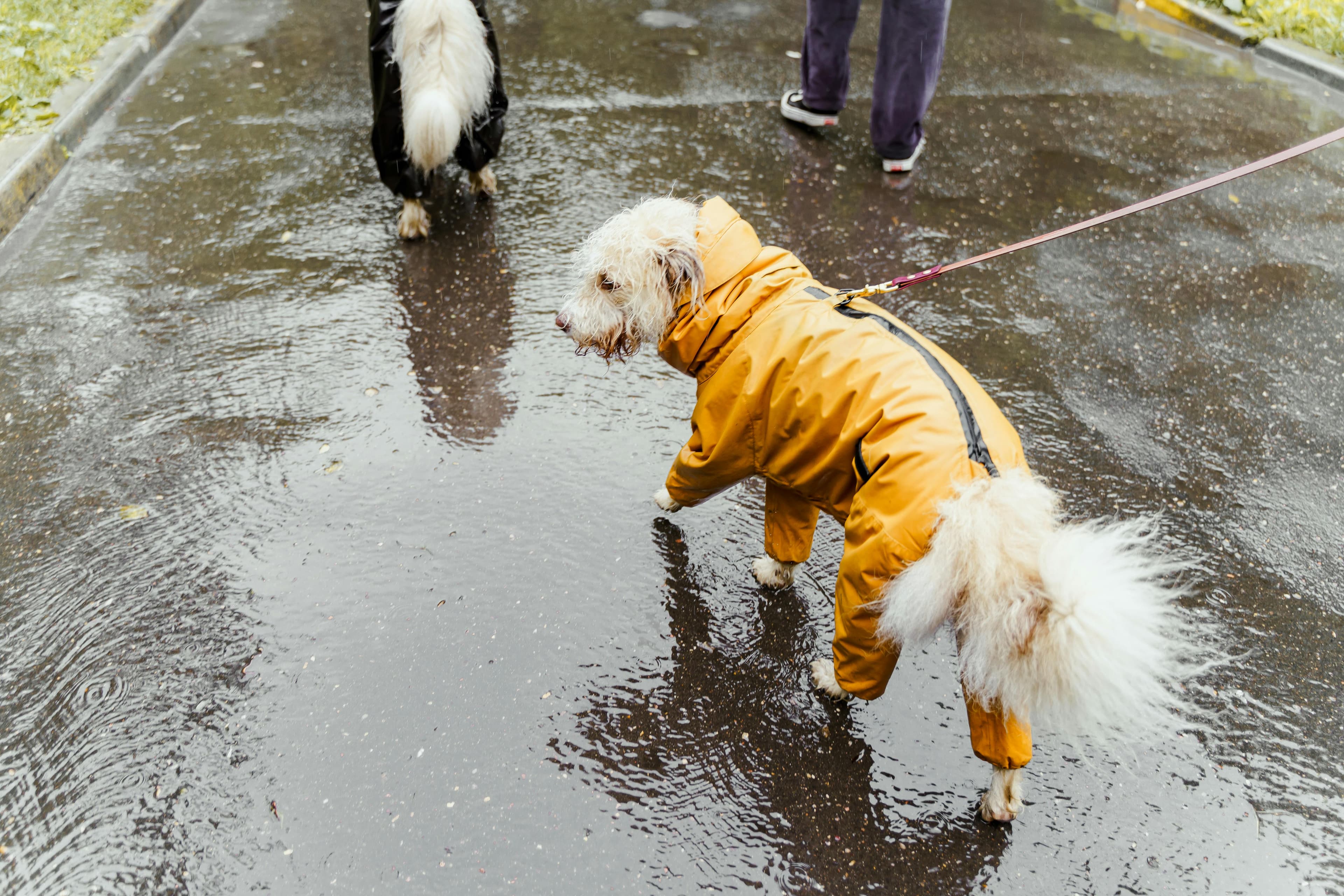 It's time for my walk - rain or shine.