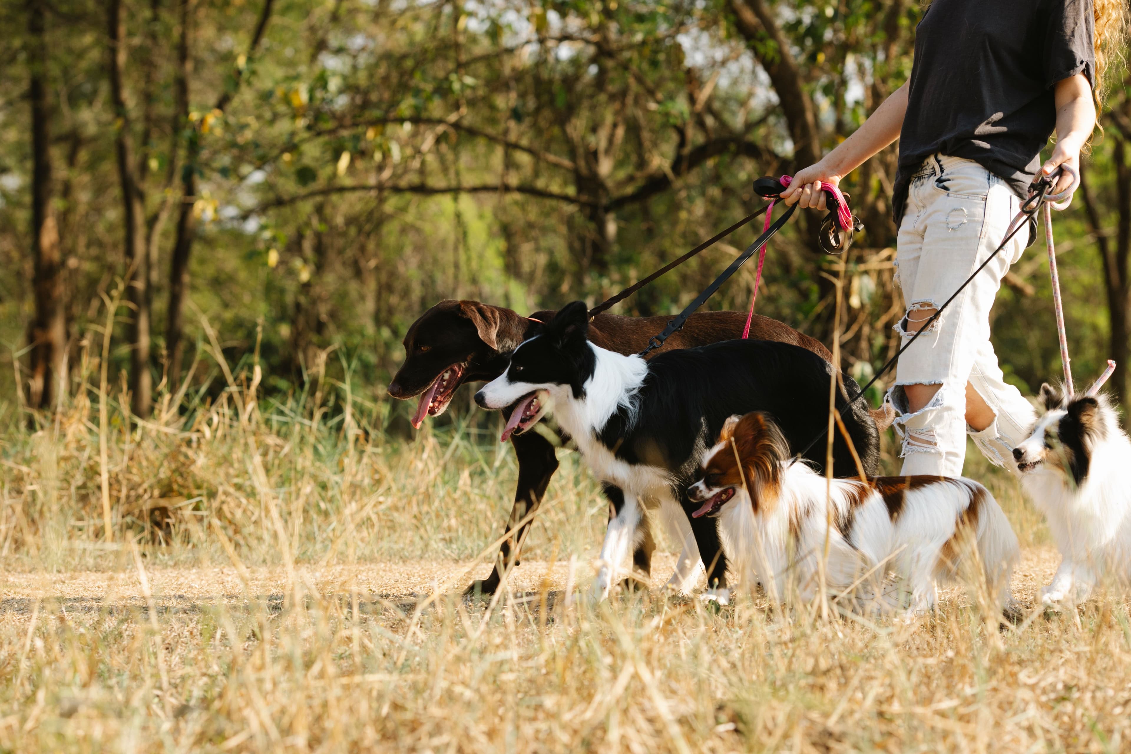 A past Haus Dogs pack walk — dogs and owners on the trail together