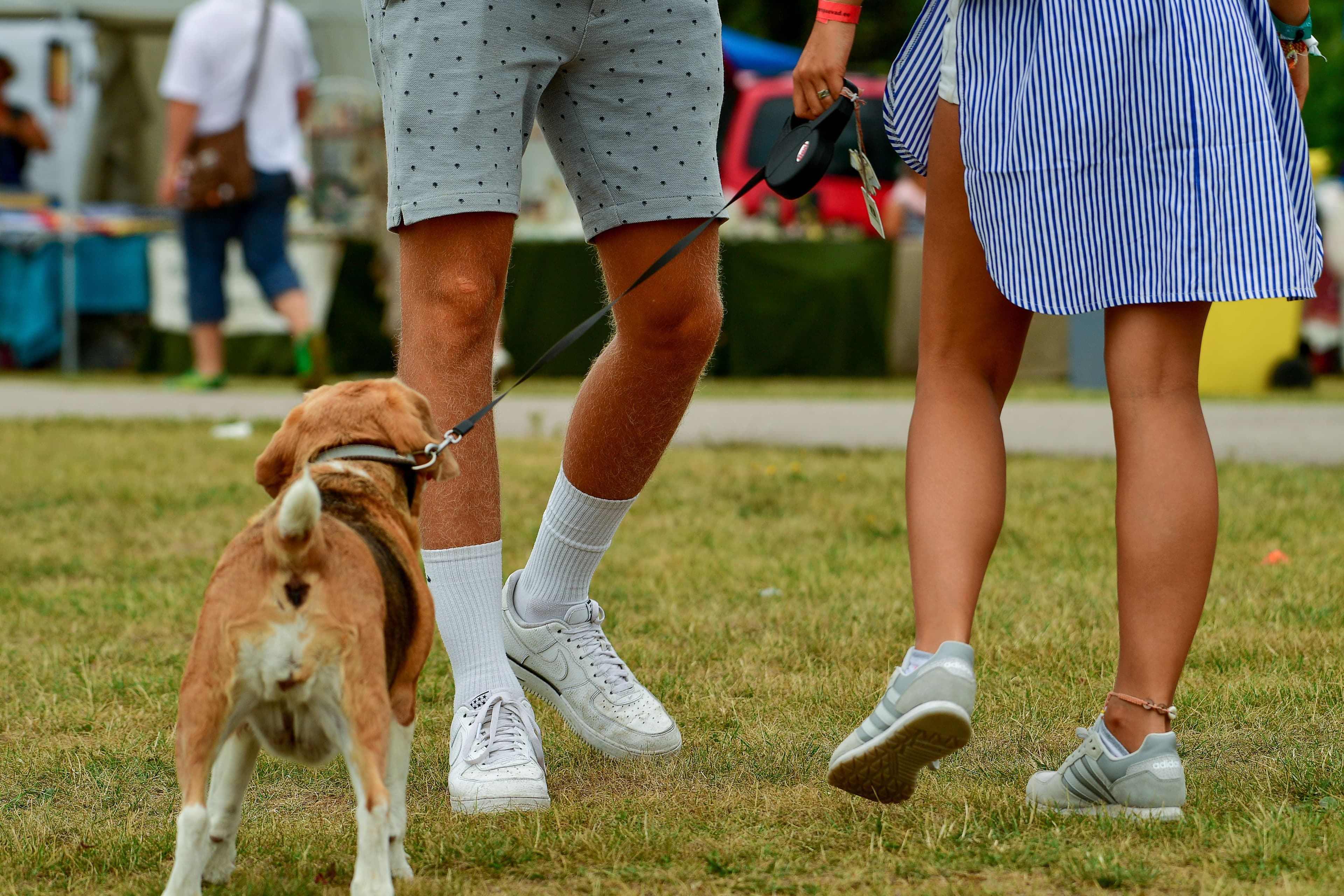 Saturday Pack Walk — dogs and owners together at a Haus Dogs event