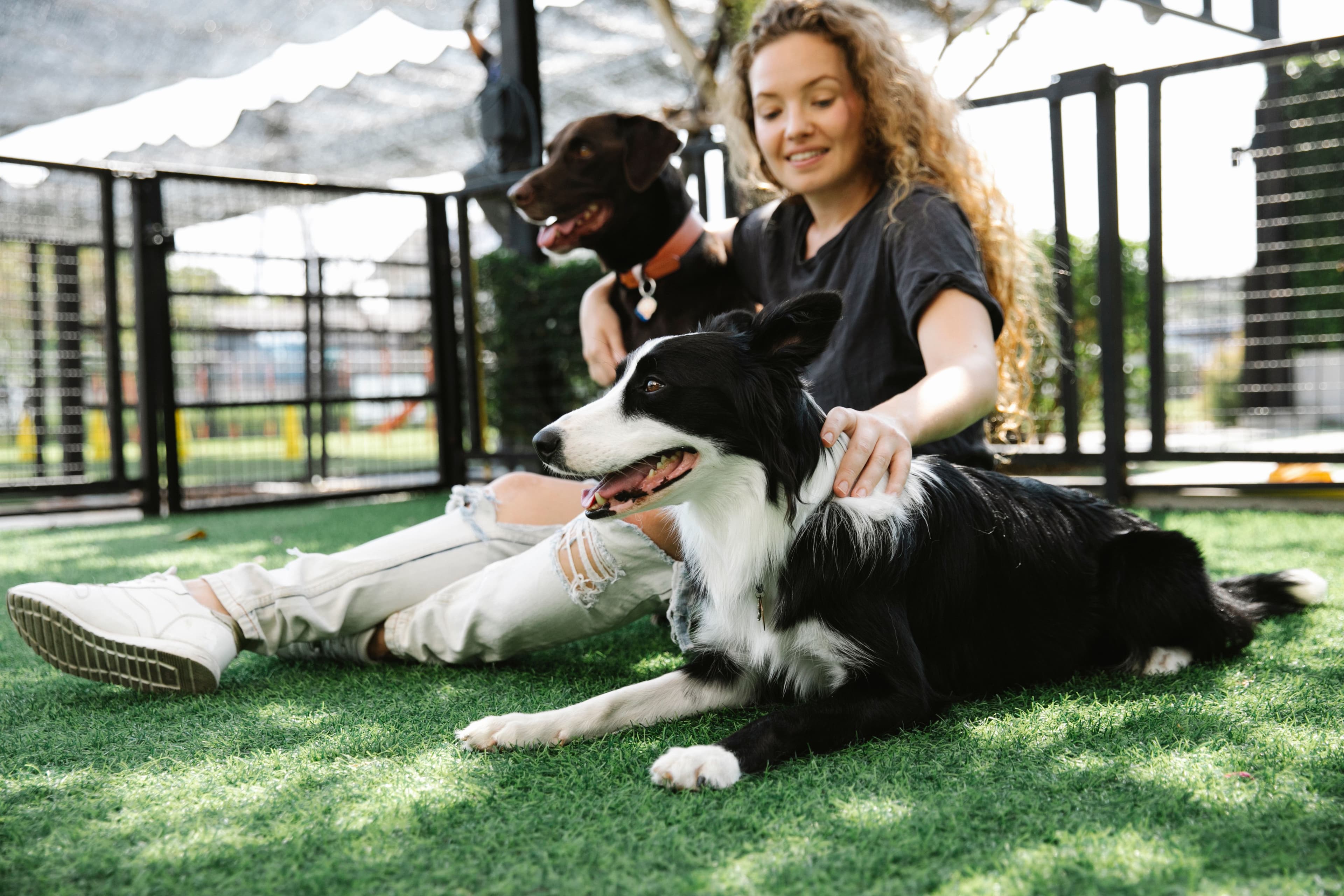 The Haus Dogs pack — dogs and their people together
