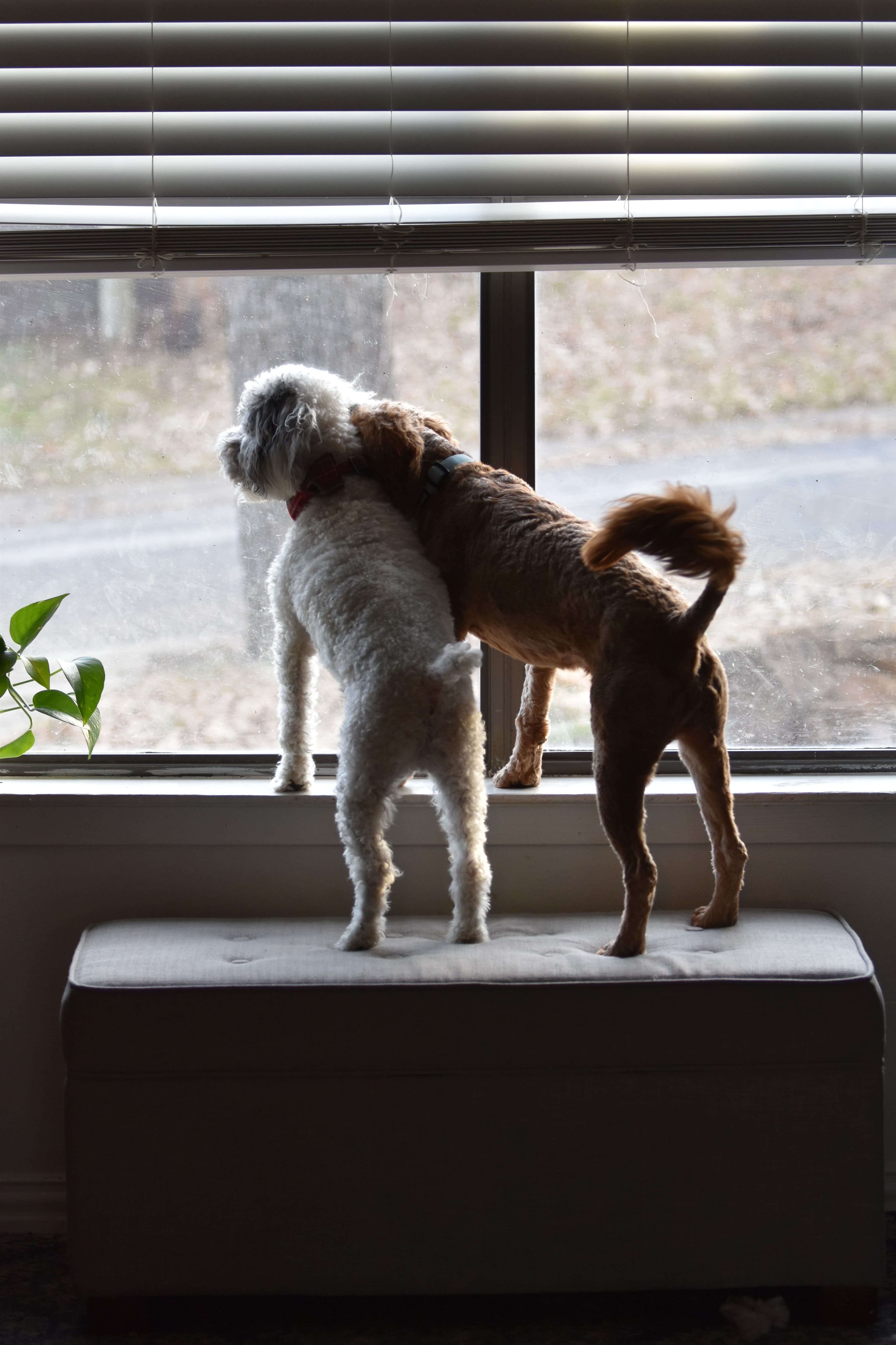 How do I prepare my dog for their first overnight stay?