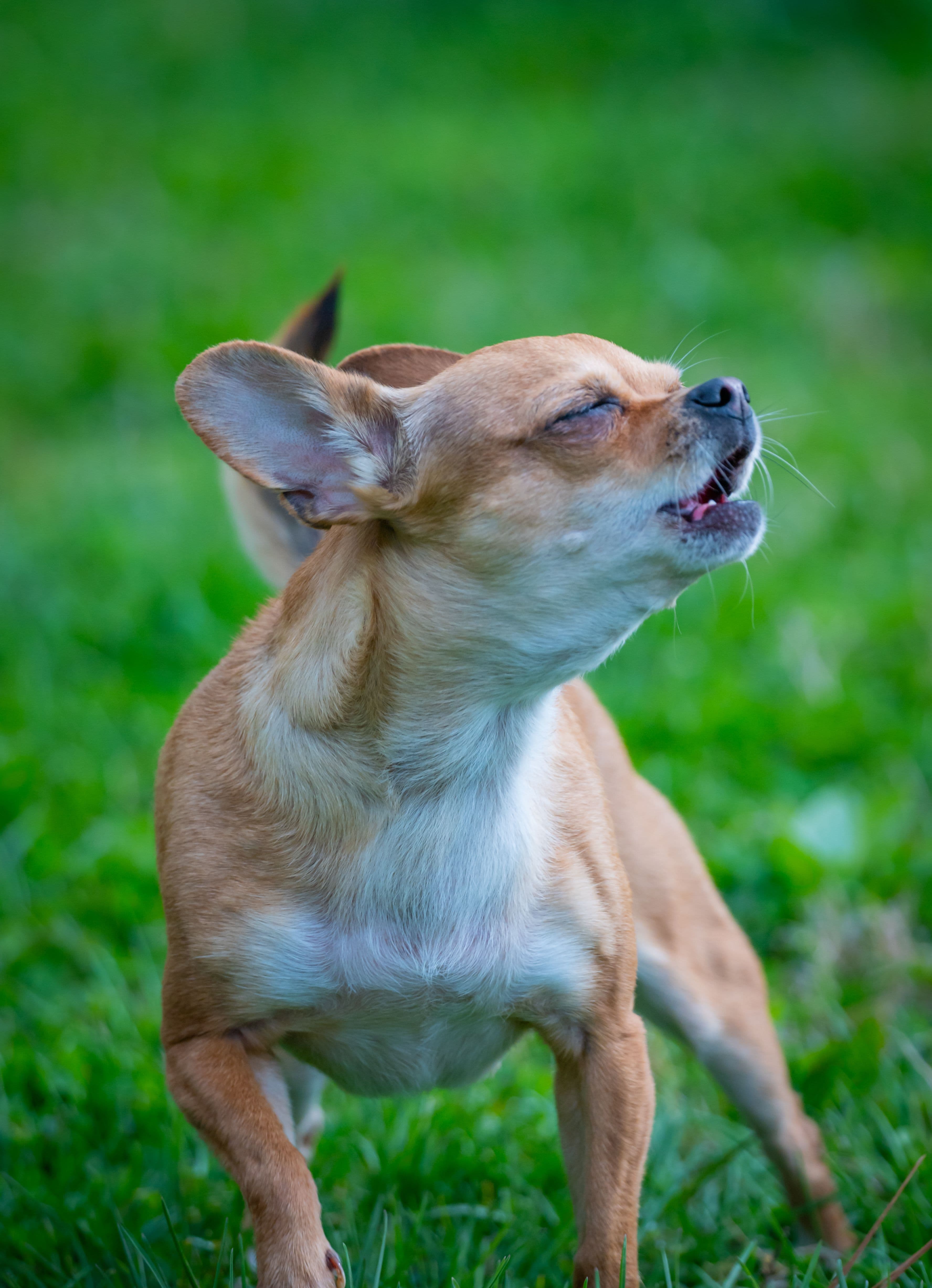 Is your dog a little reactive?