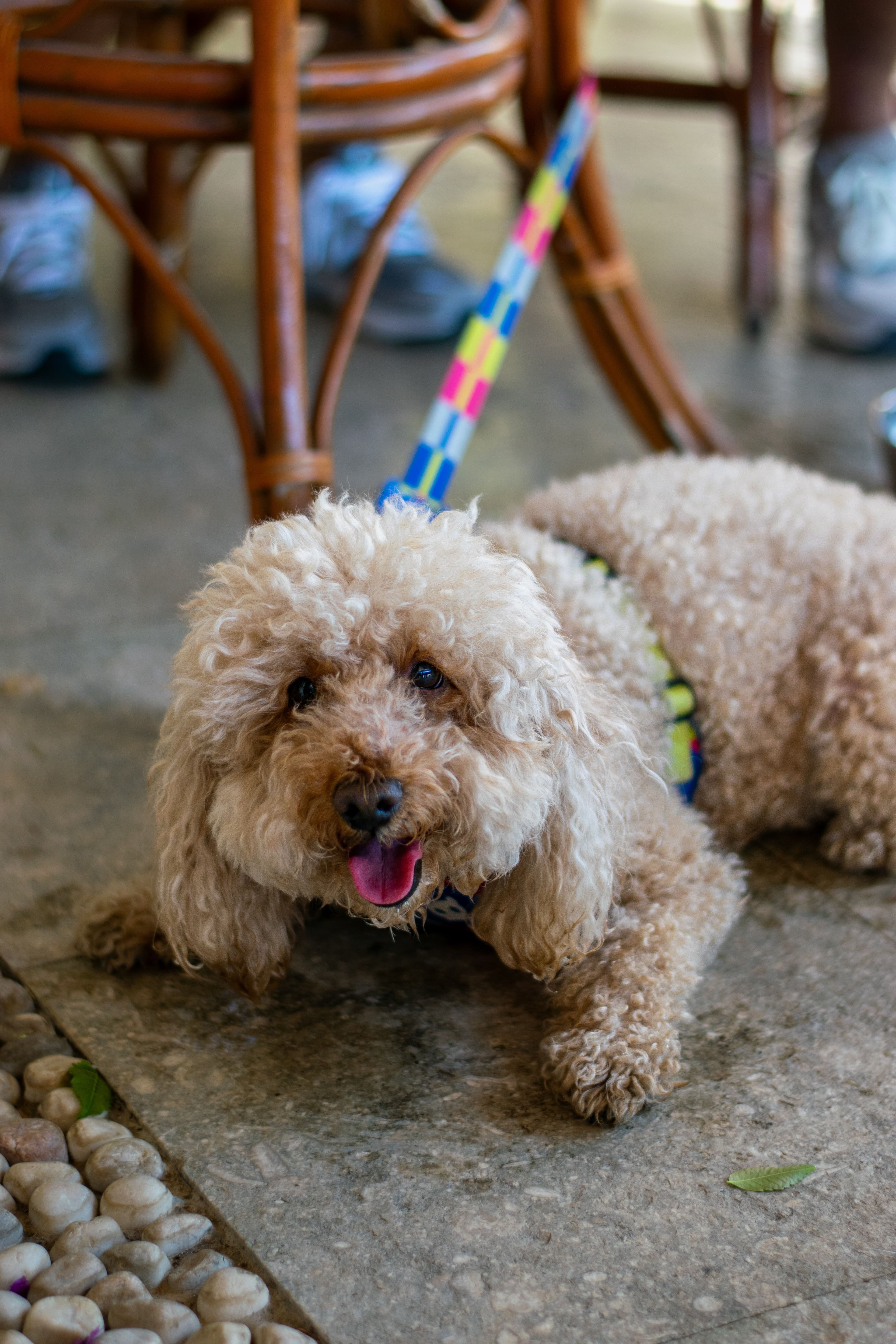 Dog Friendly Stops