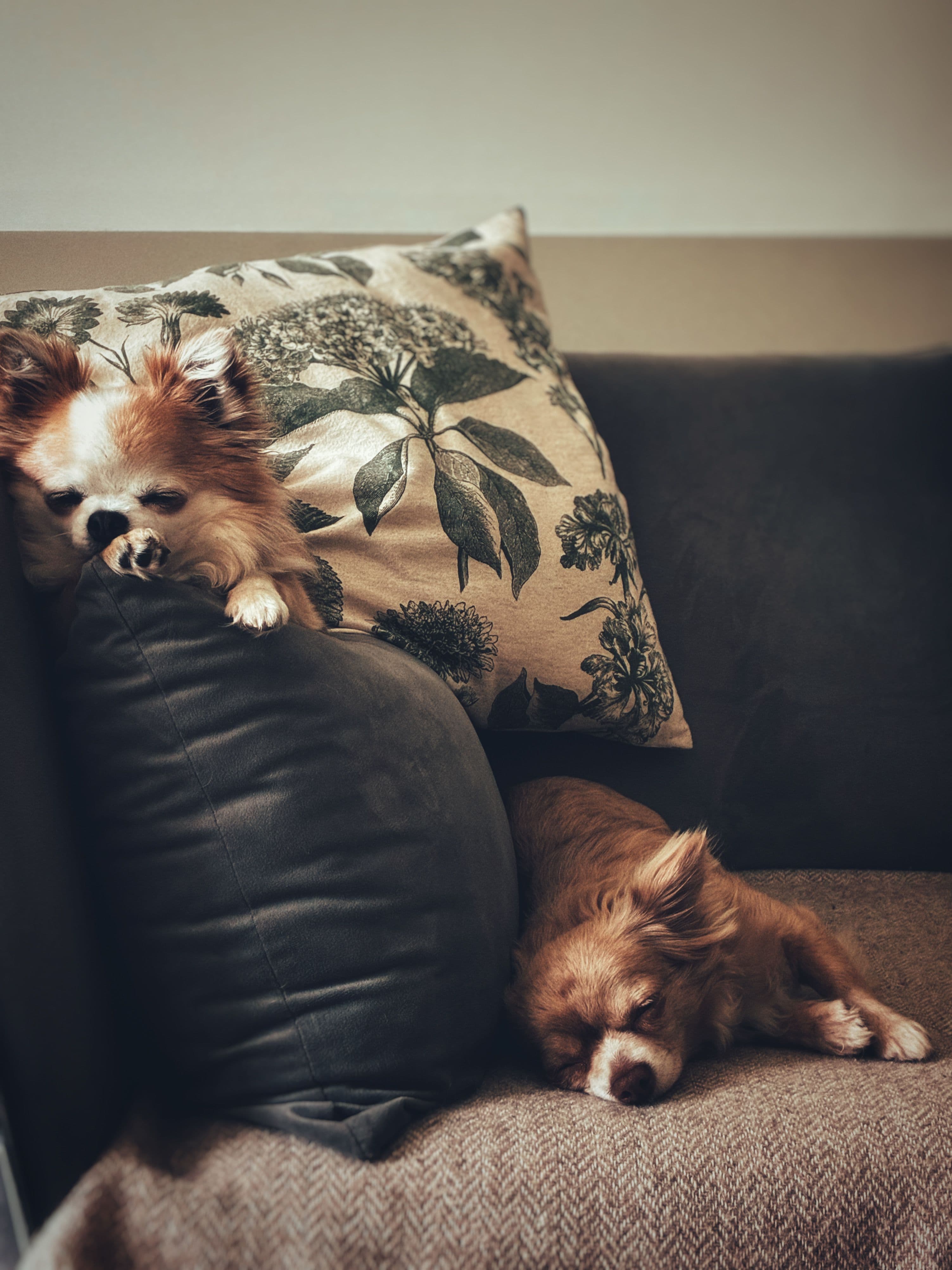 How much does dog boarding actually cost in metro Atlanta?