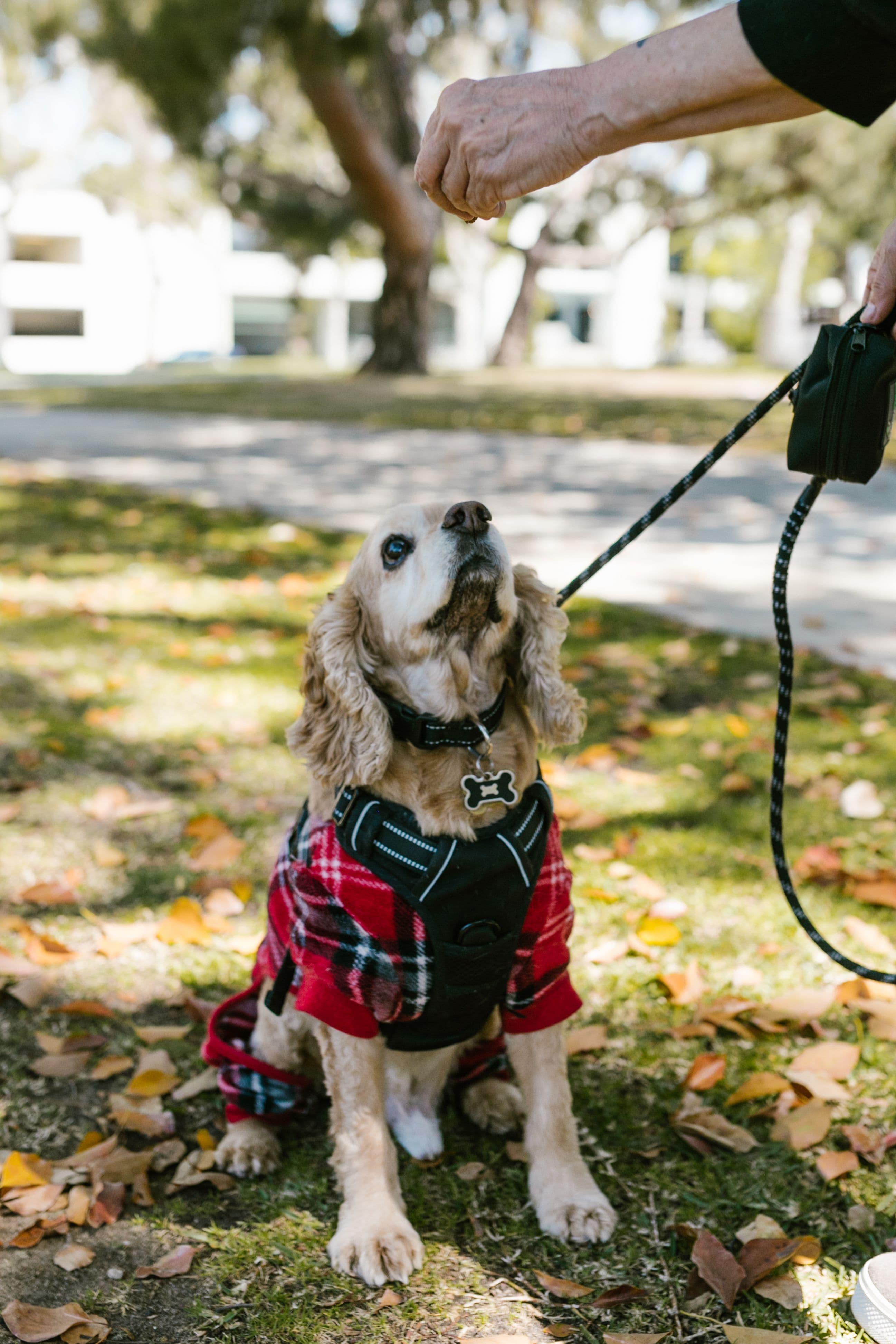 What tricks can an old dog learn? Plenty of them it turns out!