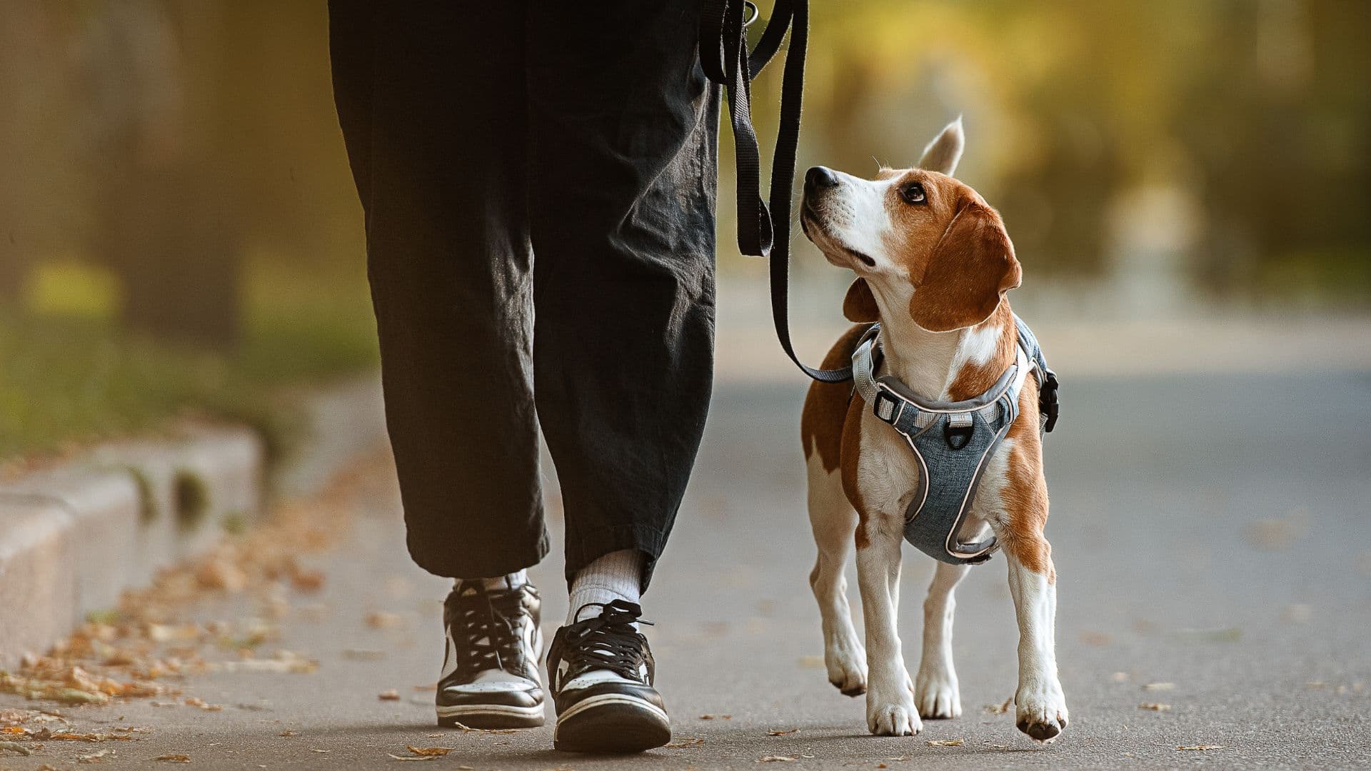 The provider and dog walking away from camera on a tree-lined street