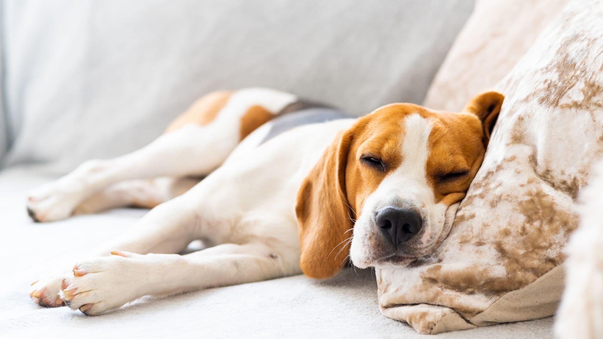 The dog back home, drinking water or settling on its bed