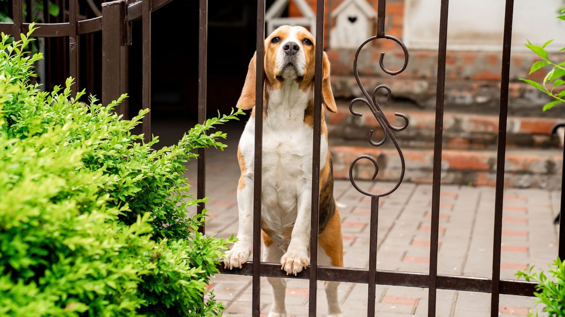 The provider at a front door, greeting the dog at the leash handoff